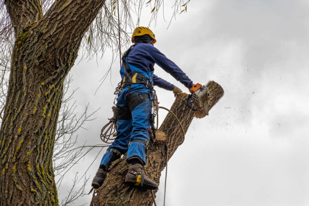 Leaf Removal in Manchester Center, VT